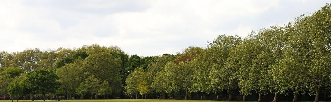 View of Molesworth field