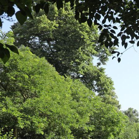 The Glade, Victoria Park