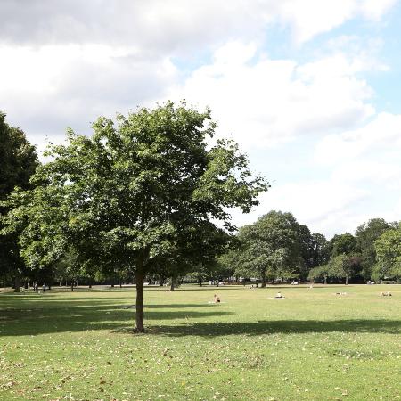 Shore Field, Victoria Park west, viewed through two trees